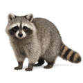 アライグマ
