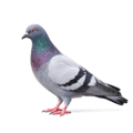 ハト