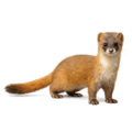 イタチ