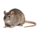 ネズミ