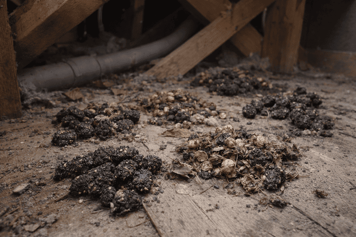 ハクビシンのフン