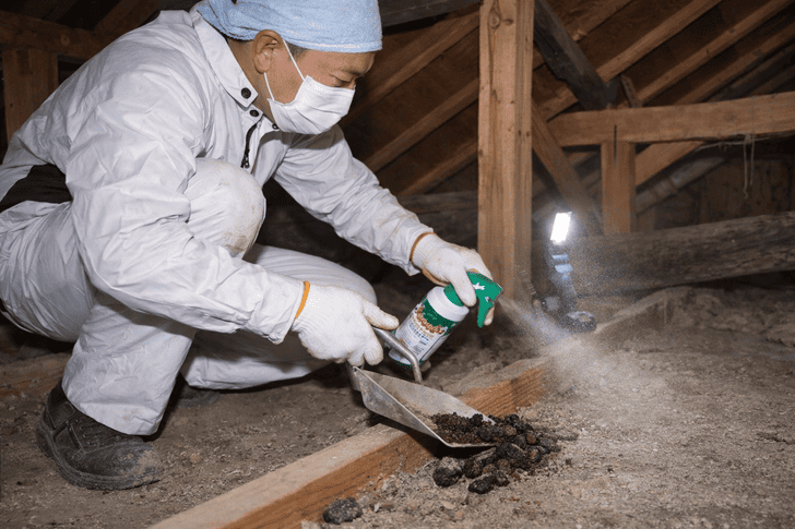 感染症を防ぐためにハクビシンのフン処理の最も安全な方法