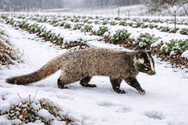 雪に残った足跡はハクビシンかも？特徴・見分け方・注意点を解説