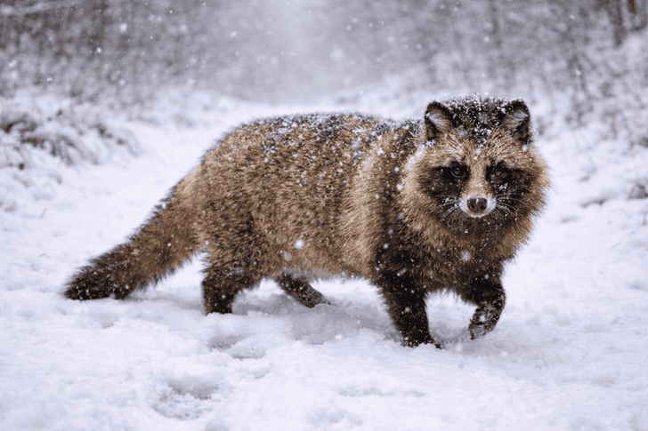 タヌキの足跡との違い
