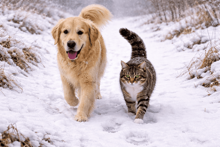 雪の足跡でハクビシンと間違えやすい動物