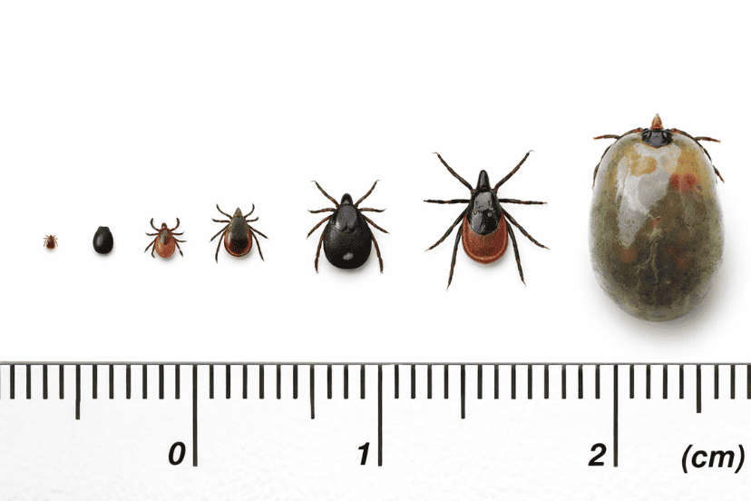 環状紅斑とは何か？ダニ刺されで起こる理由