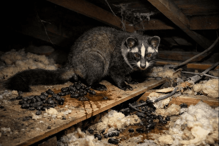 フン・尿による衛生被害と感染症リスク