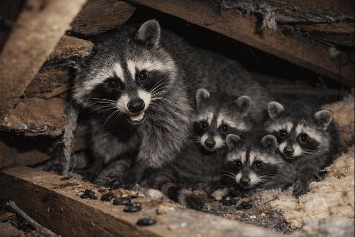 アライグマの鳴き声の特徴