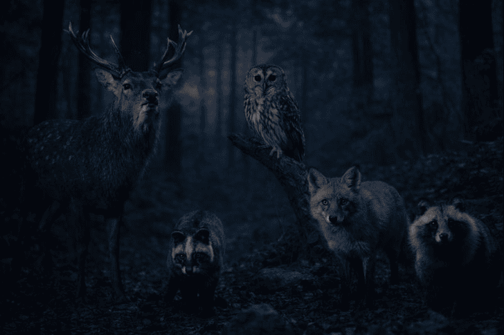 鹿以外に「キャー」と鳴く動物はいる？他の動物との比較