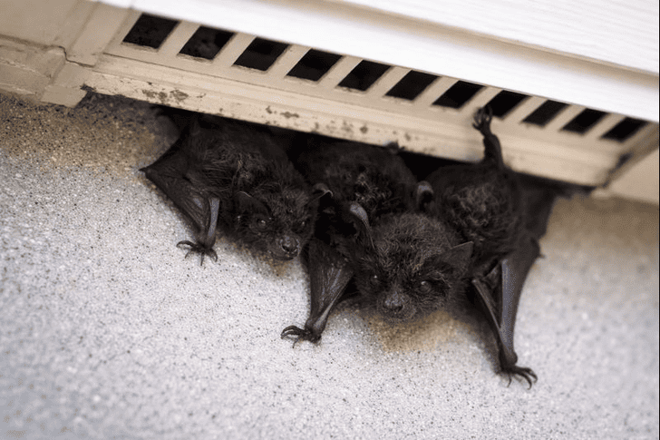 築何年の家がコウモリに侵入されやすいのか