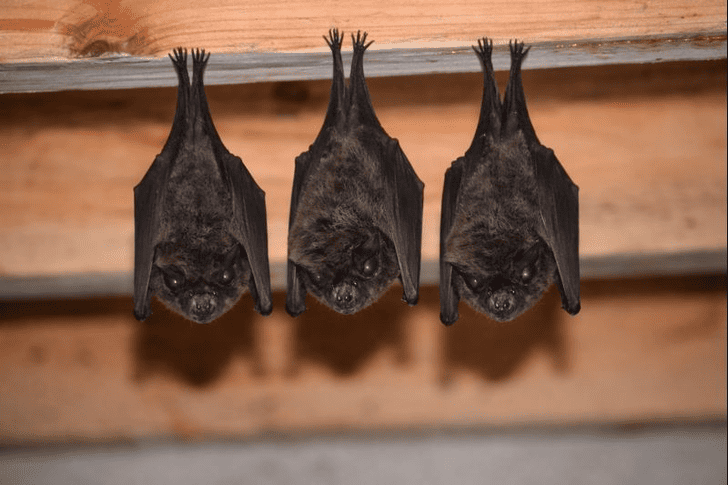 なぜコウモリは家に入り込むのか