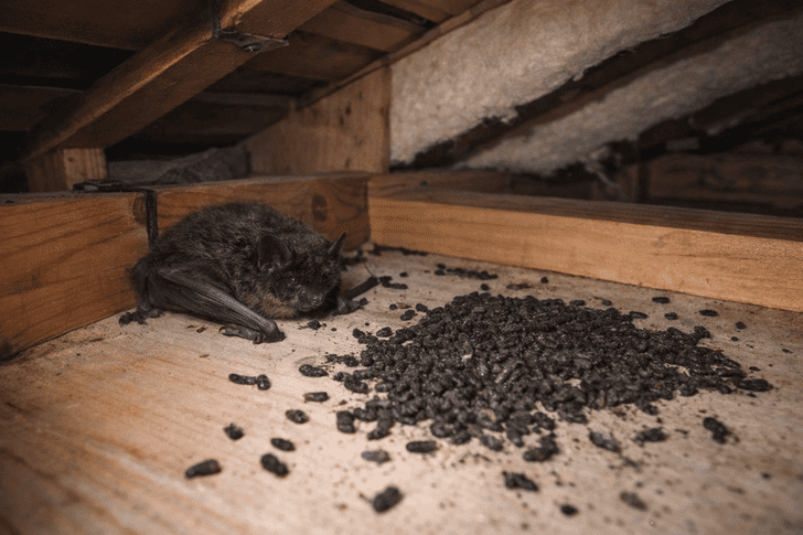 家の中や天井裏でコウモリがいるかもしれないと思った際の対処法