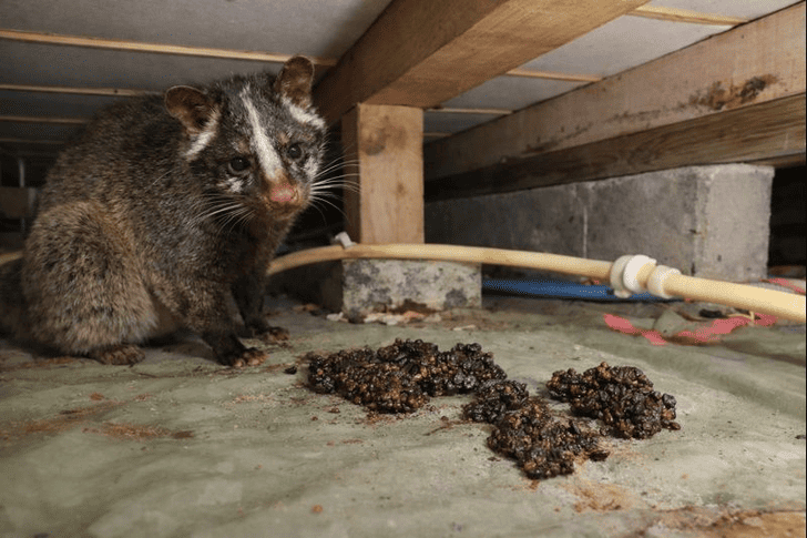ハクビシンの生態と床下での行動