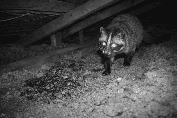 ハクビシンが屋根裏にいる時の音は？確認方法と追い出す方法を解説