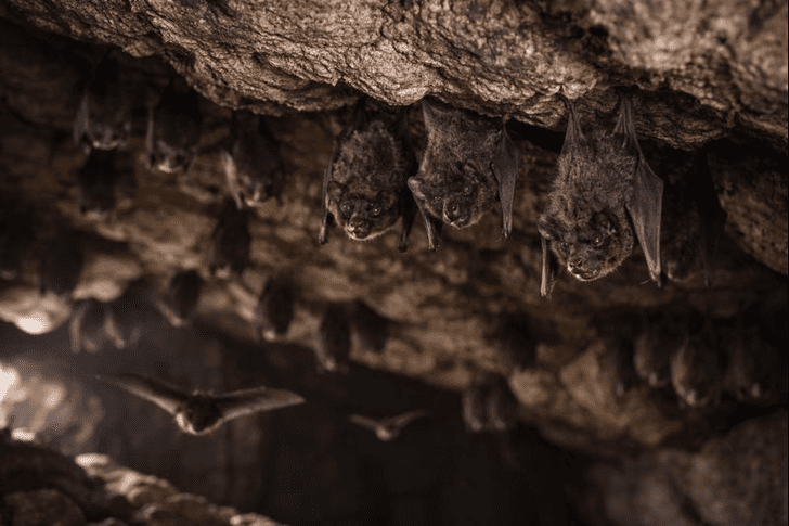 なぜコウモリは人が住む場所に現れるの?