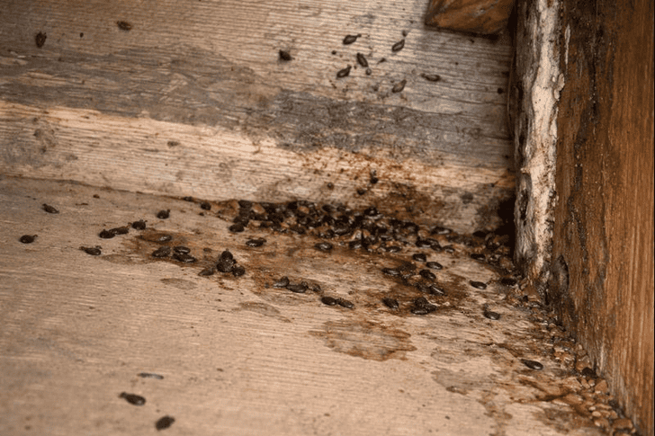 ネズミが床下にいると起こりうる被害