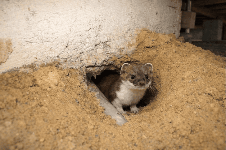 イタチの生態と床下侵入時の特徴