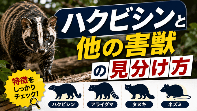 ハクビシンと他の害獣の見分け方