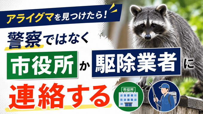 アライグマを見つけたら警察ではなく市役所か駆除業者に連絡する