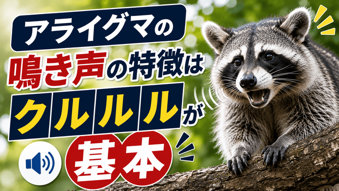 アライグマの鳴き声の特徴はクルルルが基本