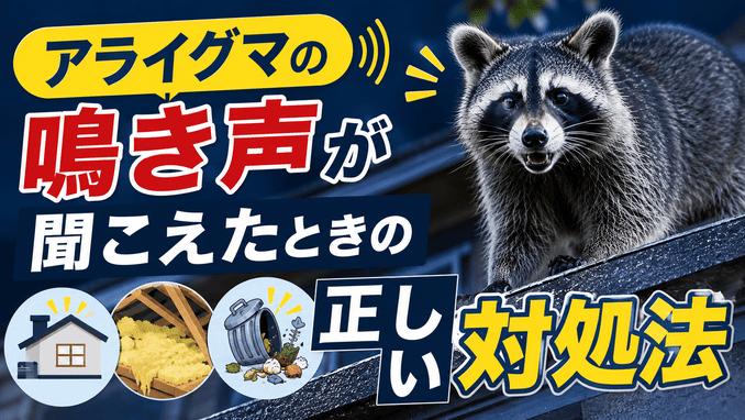 アライグマの鳴き声が聞こえたときの正しい対処法