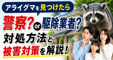 アライグマを見つけたら警察？駆除業者？対処方法と被害対策を解説