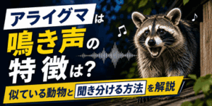 アライグマは鳴き声の特徴は？似ている動物と聞き分ける方法を解説