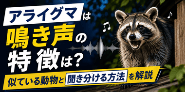 アライグマは鳴き声の特徴は？似ている動物と聞き分ける方法を解説